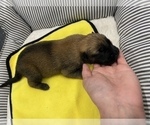 Small Photo #274 Belgian Malinois Puppy For Sale in REESEVILLE, WI, USA