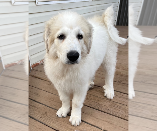 Medium Photo #1 Great Pyrenees Puppy For Sale in MONTROSE, CO, USA