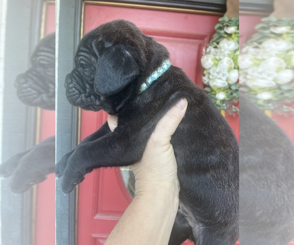 Medium Photo #1 Cane Corso Puppy For Sale in BAKERSFIELD, CA, USA