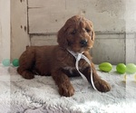 Small #1 Goldendoodle