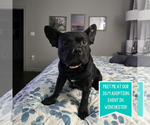 Small #4 French Bulldog Mix