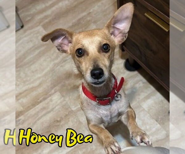 Medium Photo #2 Chiweenie Puppy For Sale in San Antonio, TX, USA