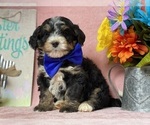 Small Photo #3 Miniature Bernedoodle Puppy For Sale in LANCASTER, PA, USA