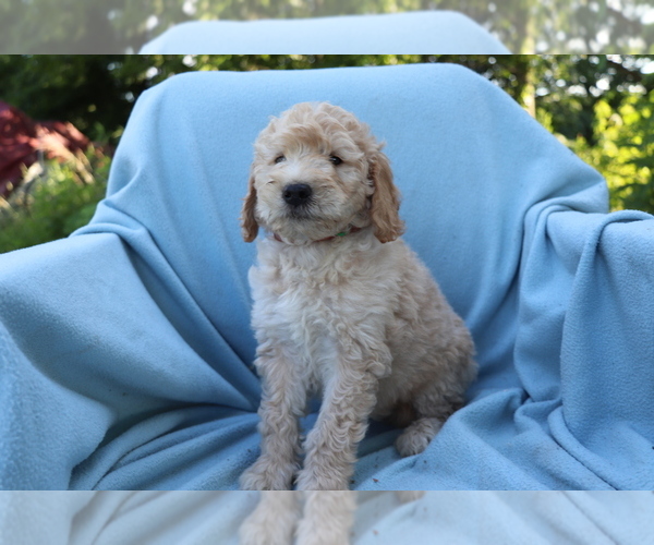 Medium Photo #4 Goldendoodle (Miniature) Puppy For Sale in SHILOH, OH, USA