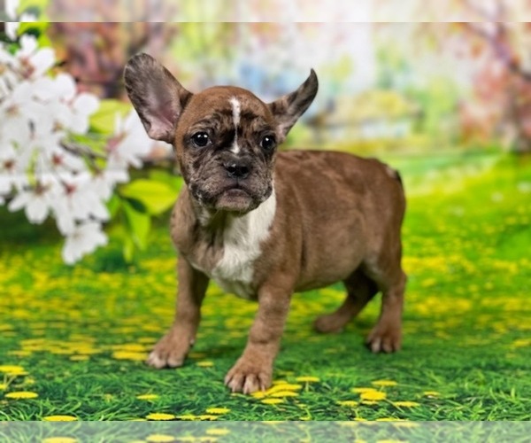 Medium Photo #1 French Bulldog Puppy For Sale in POWHATAN, VA, USA