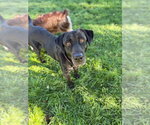 Winnie - Female Labrador Retriever-Unknown Mix Dog for Adoption - Small photo