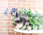 Small Photo #12 Schnauzer (Miniature) Puppy For Sale in SYRACUSE, IN, USA