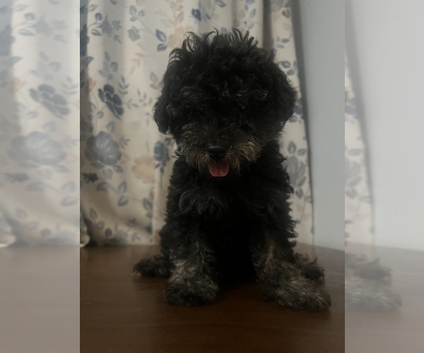 Medium Photo #18 Poodle (Miniature) Puppy For Sale in DURHAM, CT, USA