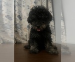 Small #17 Poodle (Miniature)