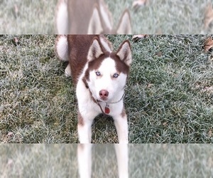 Siberian Husky Puppy for sale in NEW CASTLE, PA, USA
