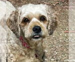 Small #6 Cockapoo