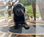 Small #7 Labrador Retriever