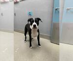 Small American Pit Bull Terrier Mix