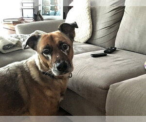DRAKO - Male Mutt Dog for Adoption - Photo #9