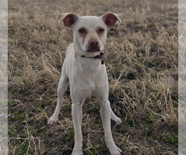 Medium Photo #2 Chihuahua-Unknown Mix Puppy For Sale in Lakewood, CO, USA