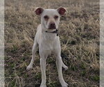 Small #1 Chihuahua Mix