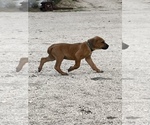 Small Photo #41 Rhodesian Ridgeback Puppy For Sale in MORONGO VALLEY, CA, USA