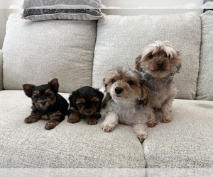 Father of the Yorkshire Terrier puppies born on 07/21/2025