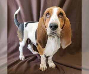 Basset Hound Dogs for adoption in Petaluma, CA, USA