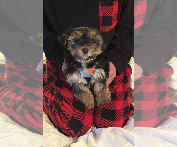 Medium Photo #13 Yorkshire Terrier Puppy For Sale in SAN ANTONIO, TX, USA