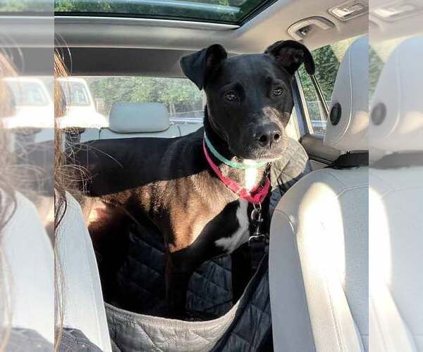 Medium Photo #4 Labrador Retriever-Unknown Mix Puppy For Sale in Kennesaw, GA, USA