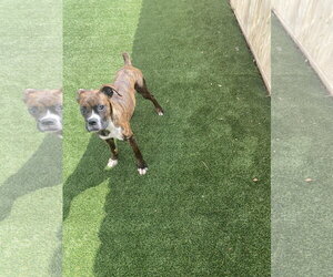Boxer Dogs for adoption in Dumont, NJ, USA