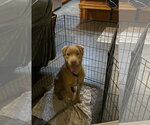 Small #7 Labrador Retriever Mix
