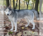 Small Photo #1 Siberian Husky Puppy For Sale in MADERA, CA, USA