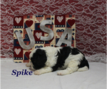 Small #7 Cavapoo