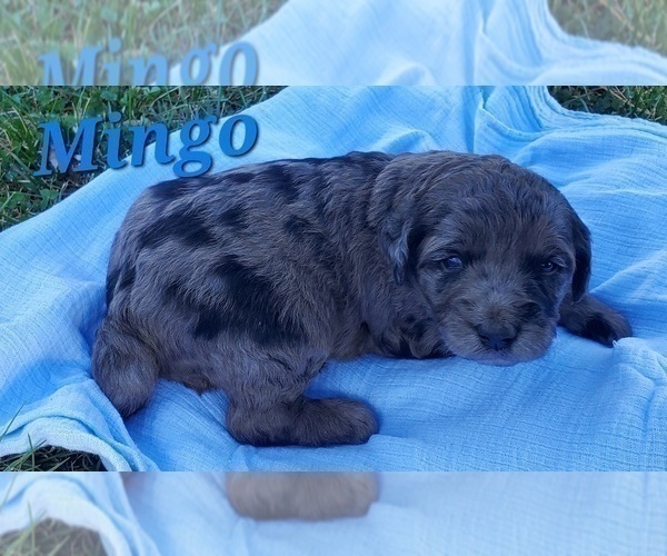 Medium Photo #17 Aussiedoodle Puppy For Sale in ATHENS TOWNSHIP, PA, USA