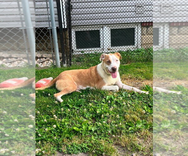 Medium Photo #1 Mutt Puppy For Sale in Wenonah, NJ, USA