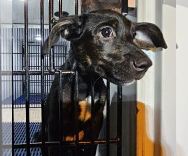 Medium Photo #3 Labrador Retriever-Unknown Mix Puppy For Sale in Fort Collins, CO, USA