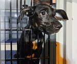 Small #2 Labrador Retriever Mix