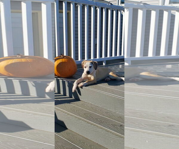 Medium Photo #1 Mutt Puppy For Sale in New London, WI, USA