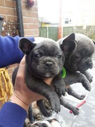 French Bulldog Puppy for sale in SUFFERN, NY, USA