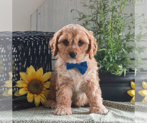 Medium Photo #4 Cavapoo Puppy For Sale in GORDONVILLE, PA, USA