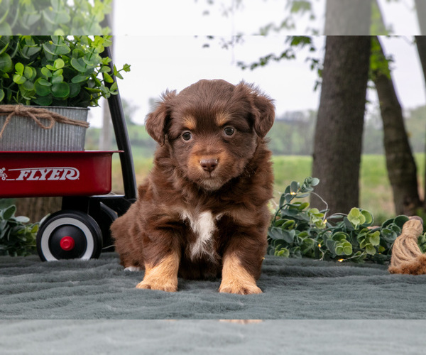 Medium Photo #1 Miniature Australian Shepherd Puppy For Sale in CHRISTIANA, PA, USA