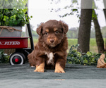 Puppy Candy Miniature Australian Shepherd