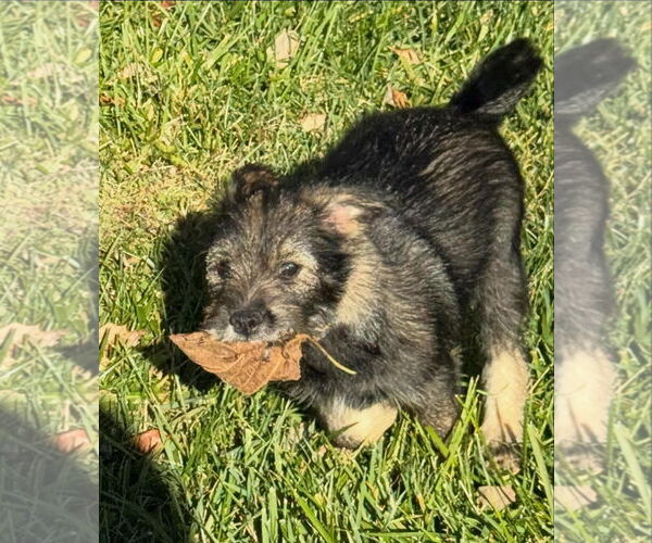 Medium Photo #1 Pomeranian-Unknown Mix Puppy For Sale in Lenoir, NC, USA