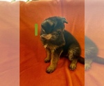 Small Photo #1 German Shepherd Dog Puppy For Sale in BELLA VILLA, MO, USA
