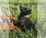Small #9 German Shepherd Dog