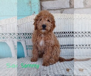 Goldendoodle (Miniature) Puppy for Sale in STANLEY, Wisconsin USA