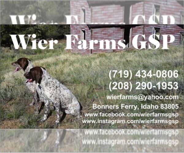 Medium Photo #1 German Shorthaired Pointer Puppy For Sale in MOYIE SPRINGS, ID, USA