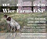 Small German Shorthaired Pointer