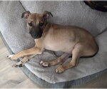 Small Mountain Cur Mix