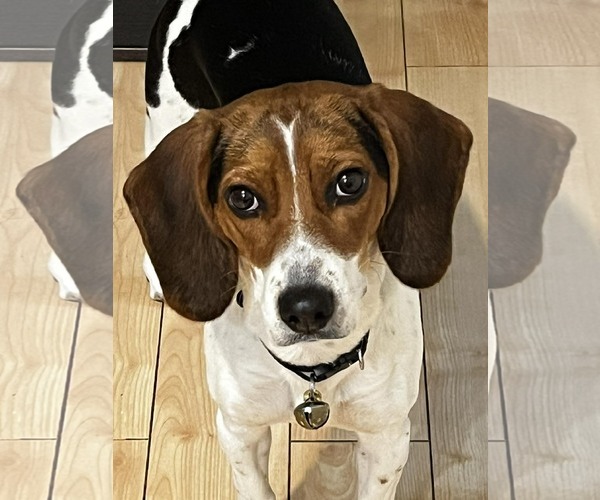 Medium Photo #2 Beagle-Unknown Mix Puppy For Sale in Westwood, NJ, USA