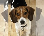 Small #1 Beagle Mix