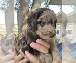 Small Photo #29 Aussiedoodle Puppy For Sale in LONGWOOD, FL, USA