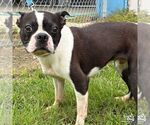 Small #1 Boston Terrier Mix