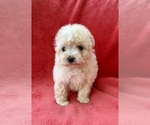 Small #4 Poodle (Miniature)